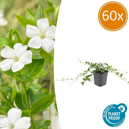 Vinca minor 'Alba' - Kleine Maagdenpalm - ↕10-25cm - Ø9cm - Bodembedekker - 60x