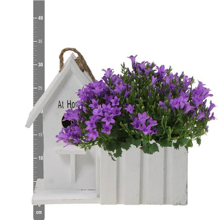 Campanula Addenda Ambella Intense - Campanula viola in vaso decorativo in legno / casetta per uccelli - Ø12cm