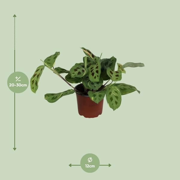 Maranta Leuconeura Fascinator Variegata - ↕30cm - Ø12cm