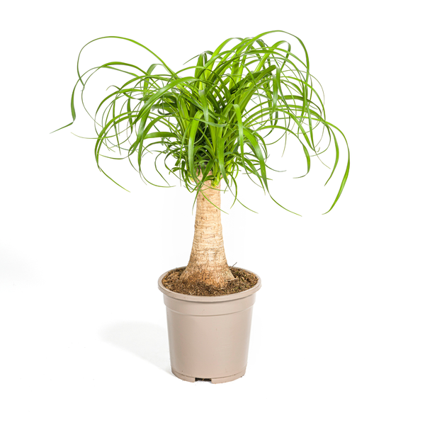 Beaucarnea Recurvata stængel - Elefantfodplante - ↕50cm - Ø17cm