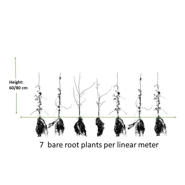 Carpinus Betulus - Haagbeuk - blote wortel - ↕60/80 - 25x
