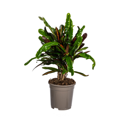 Codiaeum 'Croton' Mamey - ↕50cm - Ø17cm
