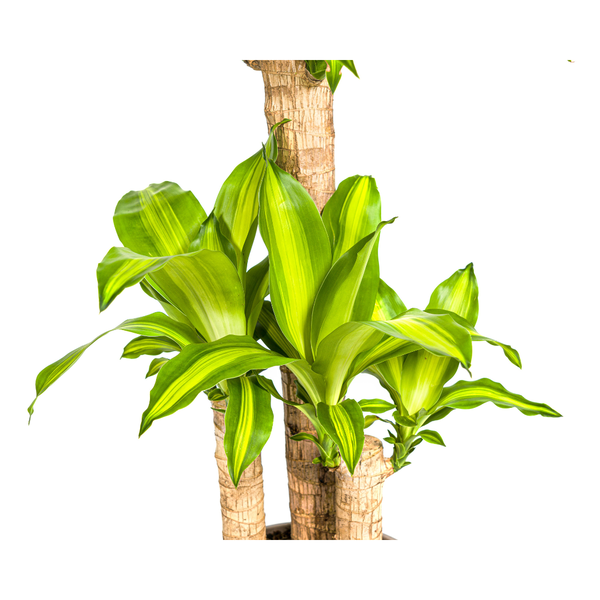 Dracaena Fragrans Massangeana - ↕100cm - Ø21cm - Drakenplant