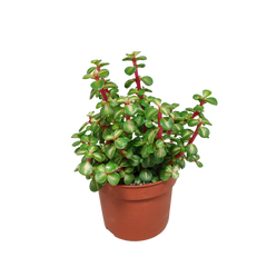 Collection image for: Portulacaria Afra