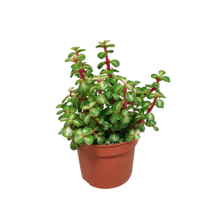 Portulacaria Afra mediopicta - Ø10,5cm