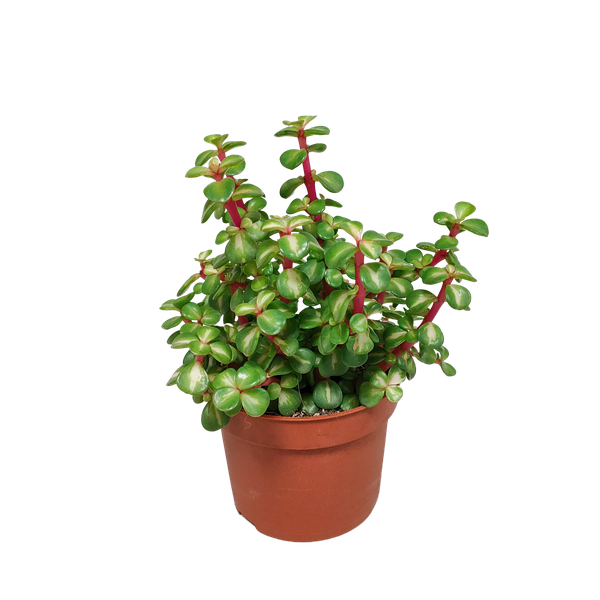 Portulacaria Afra mediopicta – Ø10,5 cm