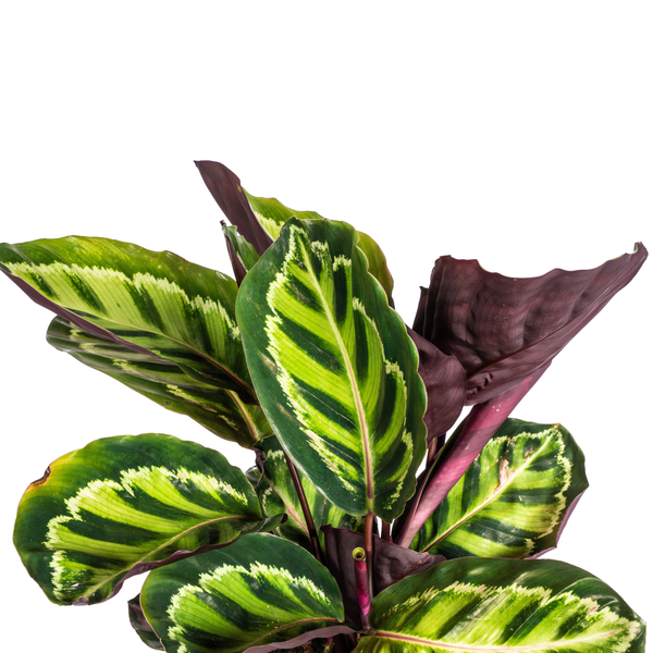 Calathea Roseopicta - ↕45cm - Ø17cm