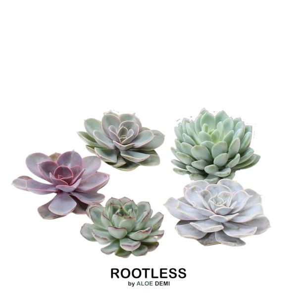 Caja de mezcla mediana de Echeveria sin raíces GIY