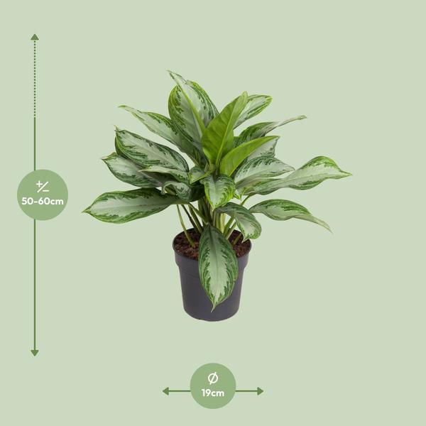 Aglaonema Cutlass - ↕60cm - Ø19cm