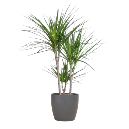 Dracaena Marginata - Drageplante - med Viber potte grå - ↕95cm - Ø21cm
