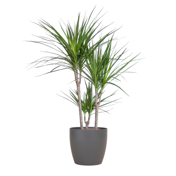 Dracaena Marginata - Dragon Plant - z doniczką Viber w kolorze szarym - ↕95cm - Ø21cm