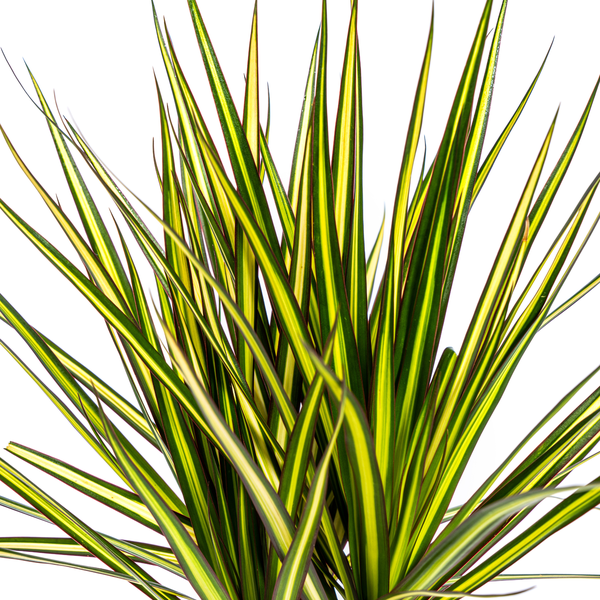 Dracaena Marginata Sunray - ↕70-80cm - Ø17cm - Drakenplant