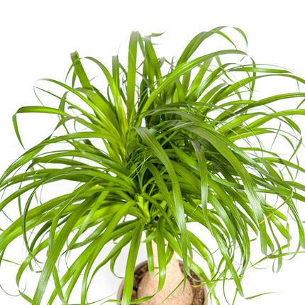 Beaucarnea Recurvata Stem - Elephant's Foot Plant - ↕70cm - Ø21cm