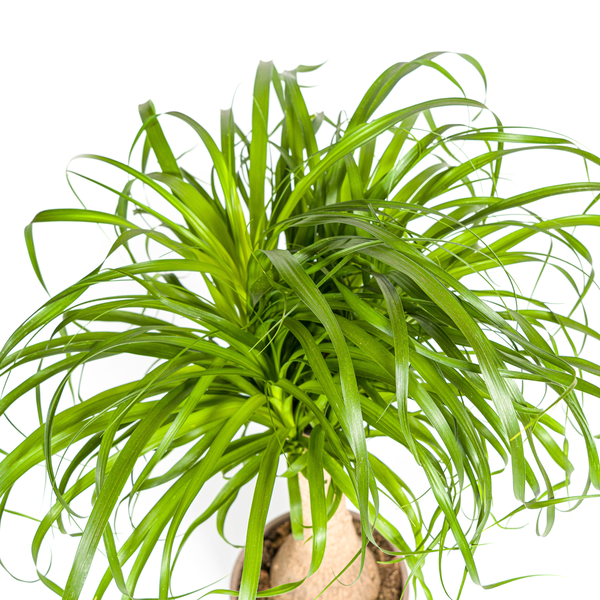 Beaucarnea Recurvata Stam - Olifantenpoot Plant - ↕70cm - Ø21cm