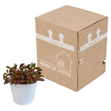 Peperomia Graveolens - w białej doniczce