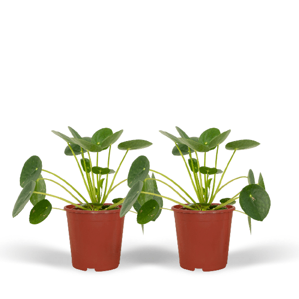 Pilea Peperomiodes - Pancake plant - ↕20cm - Ø12cm - 2x