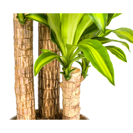 Dracaena Fragrans Massangeana - Planta drago - ↕140cm - Ø24cm