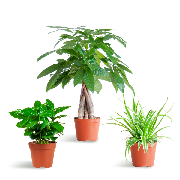 Maceta para mascotas - pequeña - sin maceta decorativa - Ø12cm