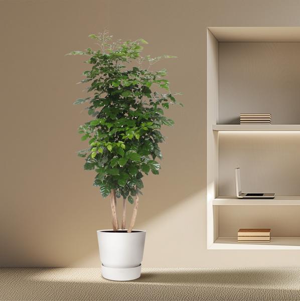 Radermachera Hainanensis - China Doll plant - ↕190cm - Ø40cm