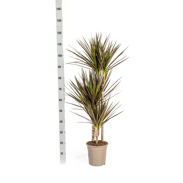 Dracaena Marginata Magenta - ↕120cm - Ø21cm - Drakenplant