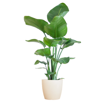 Strelitzia Nicolai con maceta Viber blanca - ↕80cm - Ø21cm
