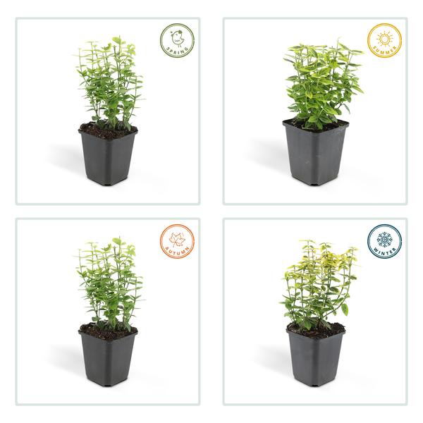 Euonymus Fortunei 'Emerald 'n Gold’ - Japanse Kardinaalsmuts - ↕10-25cm - Ø9cm - Bodembedekker - 60x