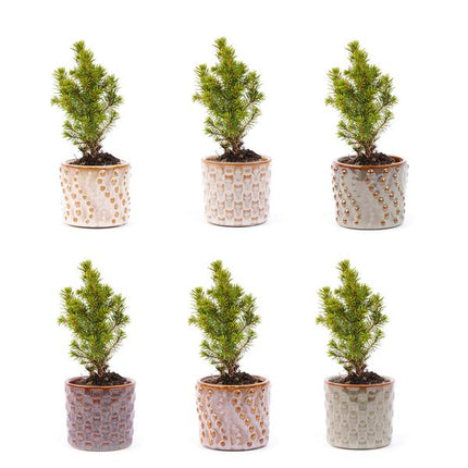 Mini Christmas tree set 6 - Including Madrid pot set - String lights with 20 LED lights