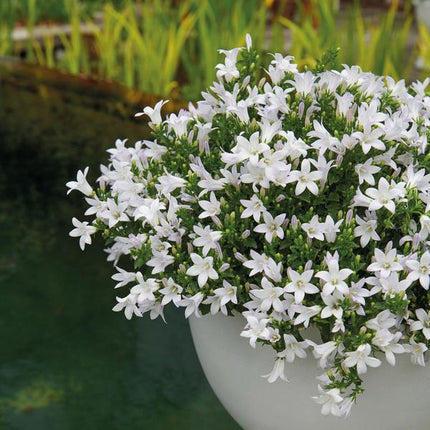 Glockenblume Addenda - Glockenblume lila - weiß - Ø12cm