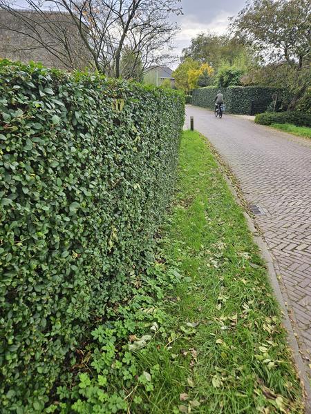 Ligustrum Ovalifolium - Blote wortel - ↕60-80cm - 25x