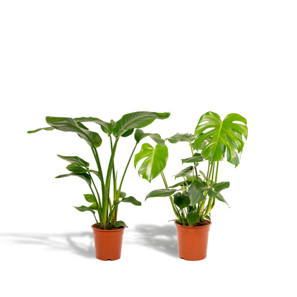 Strelitzia Nicolai - ↕85cm - Ø19cm + Monstera Deliciosa - ↕75cm - Ø21cm