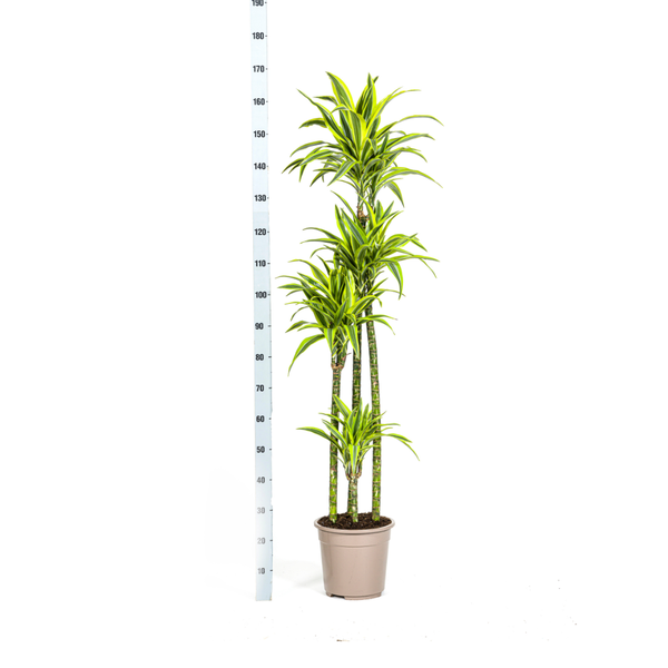 Dracaena Deremensis Lemon Lime - ↕180cm - Ø27cm
