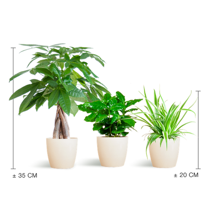 Pet-friendly Plant Box - small - with decorative pot Viber White - Ø12cm