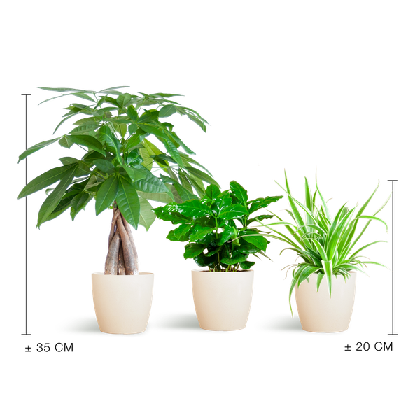 Diervriendelijke Plantenbox - klein - met sierpot Viber Wit - Ø12cm