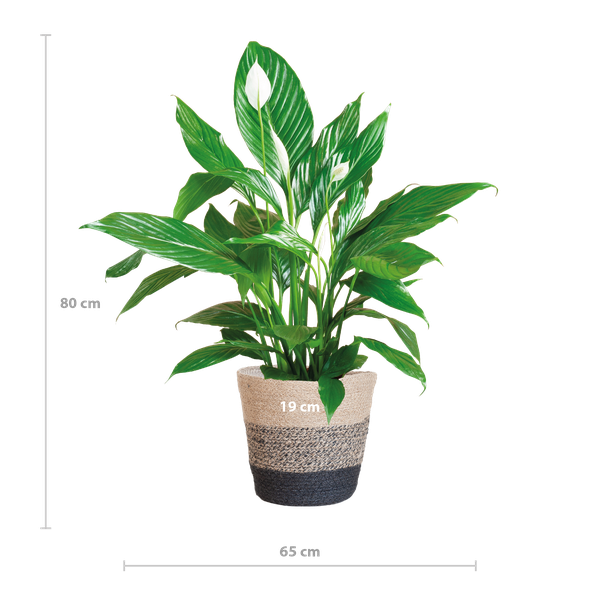 Spathiphyllum met Mand Lissabon zwart - Lepelplant - ↕80cm - Ø21cm