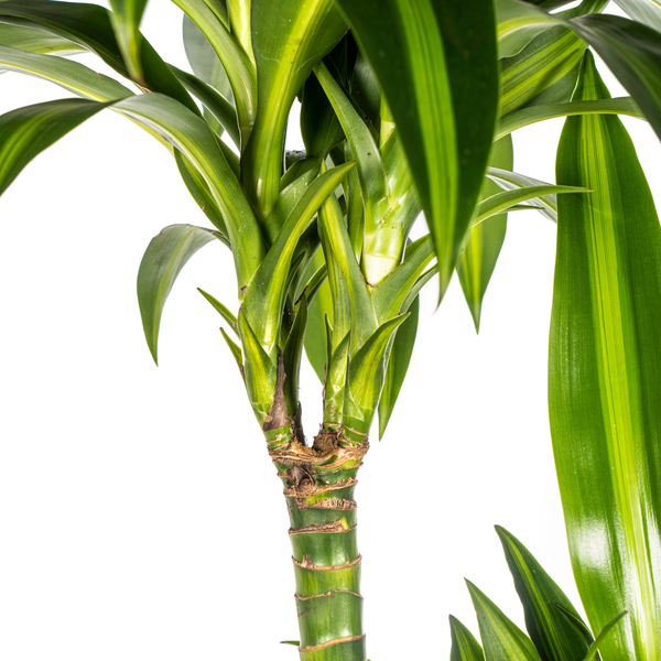 Dracaena Deremensis Hawaiian Sunshine - ↕140cm - Ø24cm