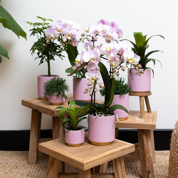 Kolibri Home | Gold foot pink bloempot - Roze keramieken sierpot met gouden rand - Ø12cm