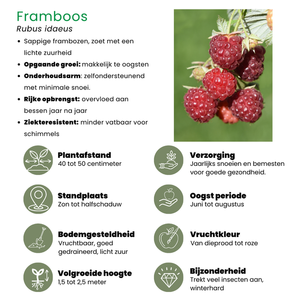 Fruitplanten mix Biologisch - set van 4 verschillende soorten "Zomervruchten"