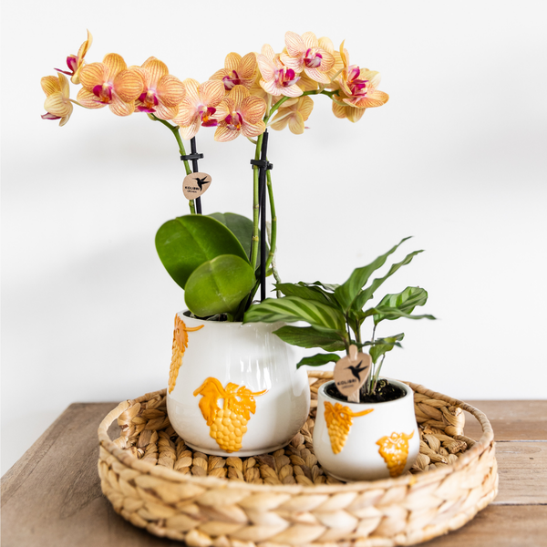 Calathea - Groene kamerplant - Ø9cm - Kolibri Greens