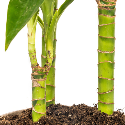 Dracaena Deremensis Lisa - ↕100cm - Ø21cm