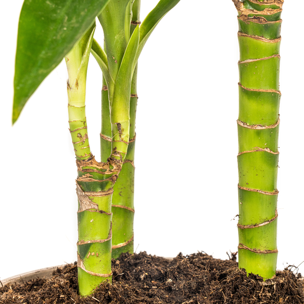 Dracaena Deremensis Lisa - ↕100cm - Ø21cm