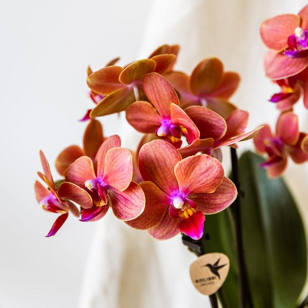 Oranje orchidee Bolzano + Star Fish sierpot - Ø9cm - Bloeiende kamerplant