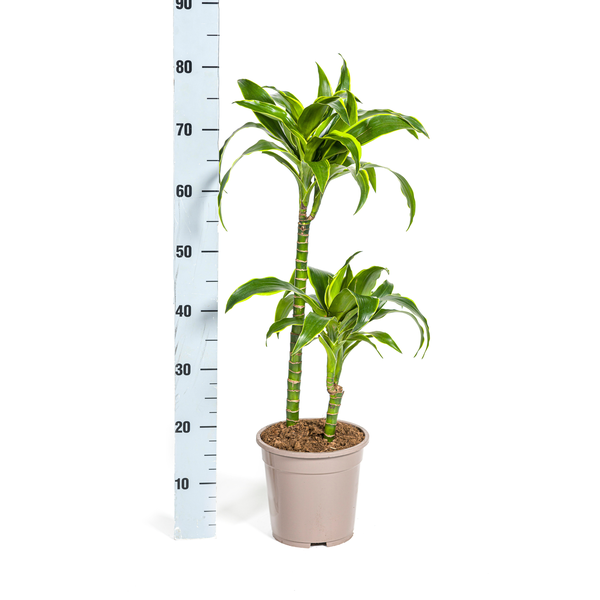 Dracaena Deremensis Dorado - ↕80cm - Ø19cm