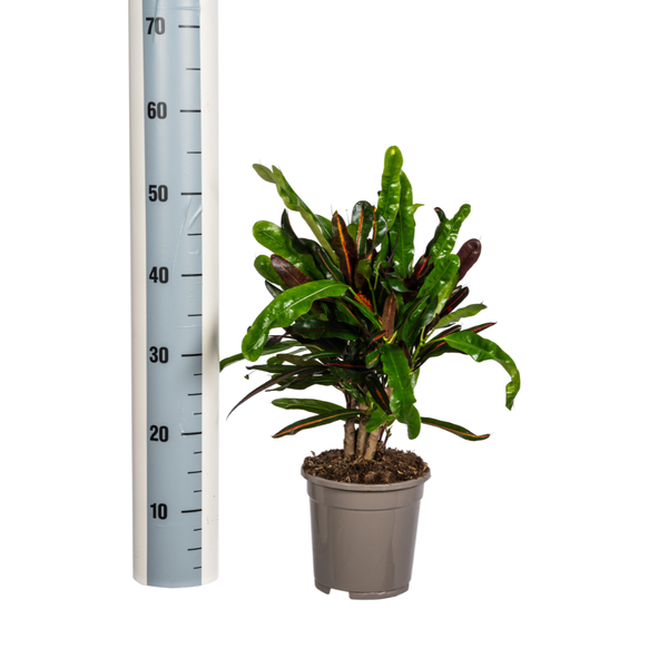 Codiaeum 'Croton' Mamey - ↕50cm - Ø17cm