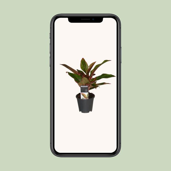 Aglaonema Crete - ↕50cm - Ø12cm
