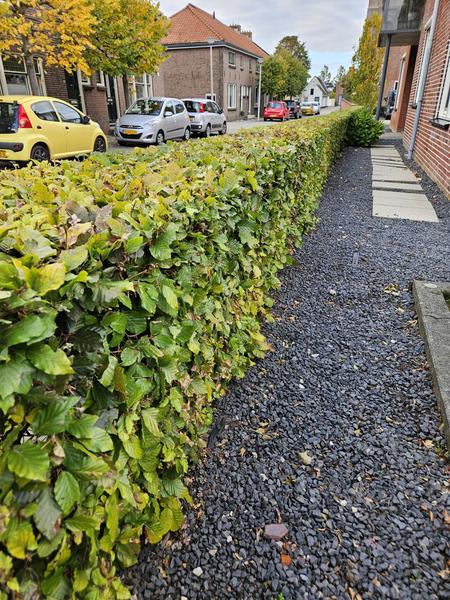 Fagus Sylvatica - Beukenhaag - Blote wortel - ↕80-100cm - 75x -