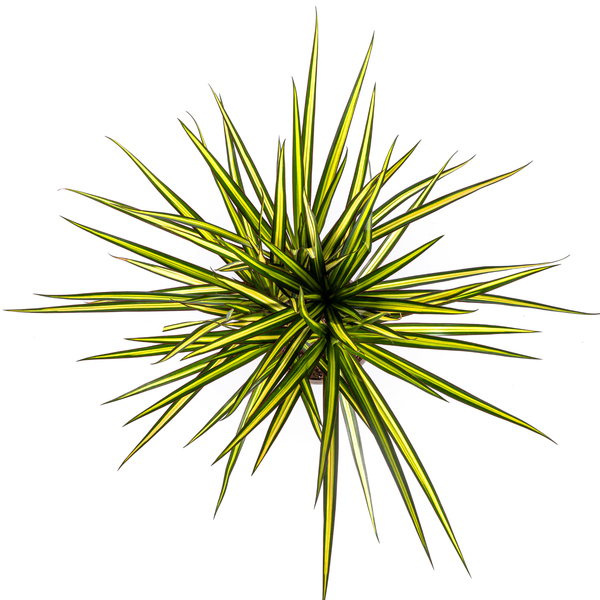 Dracaena Marginata Sunray - ↕70-80cm - Ø17cm - Drakenplant