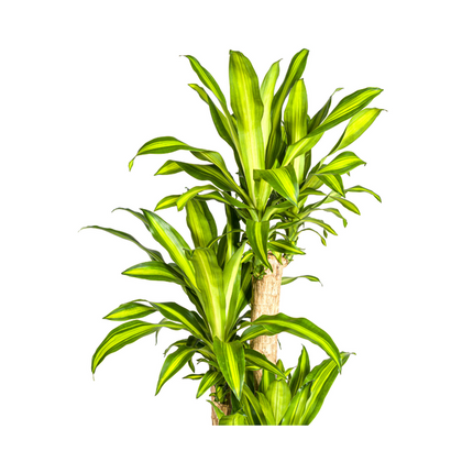 Dracaena Fragrans Massangeana - Drageplante - ↕180cm - Ø30cm