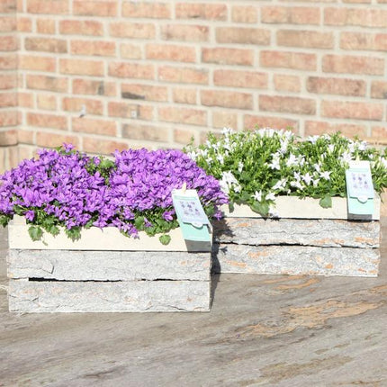 Campanula Addenda Ambella blanca - Cuenco de madera con 2 plantas de jardín - Ø12cm