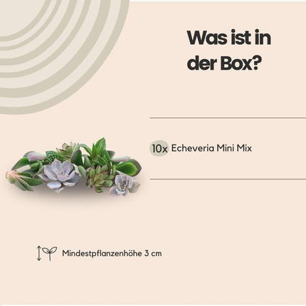 ROOTLESS Echeveria mini mix box - 10x