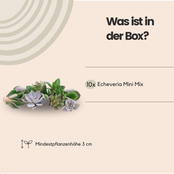 ROOTLESS Echeveria mini mix box - 10x